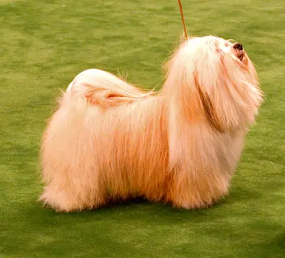 Bichon havanais — photo de la race