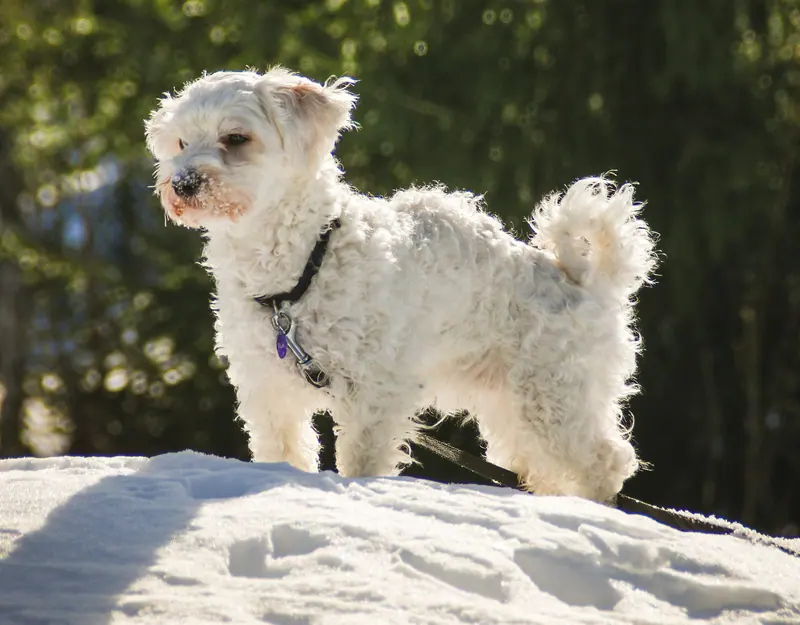 Bichon havanais — A havanese dog