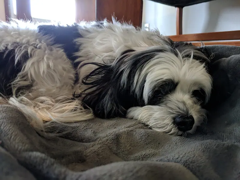 Bichon havanais — Depressed Havanese