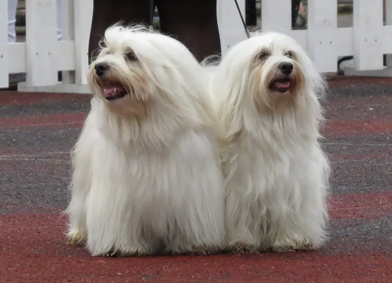 Bichon havanais — Bichon Havanais Pair