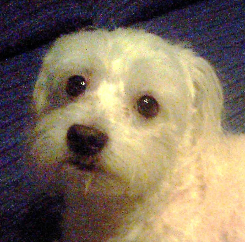 Bichon maltais — 2. Mestre (Italy), the dog MILO