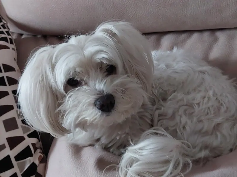 Bichon maltais — Bichon Maltés