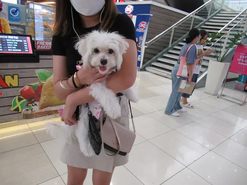 Bichon maltais — Dogs in Philippines Malls 02