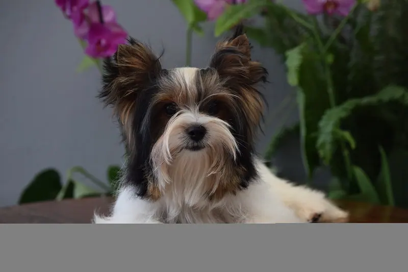 Biewer Yorkshire — Macho de 8 meses.