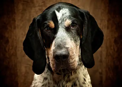 Bluetick coonhound — photo de la race