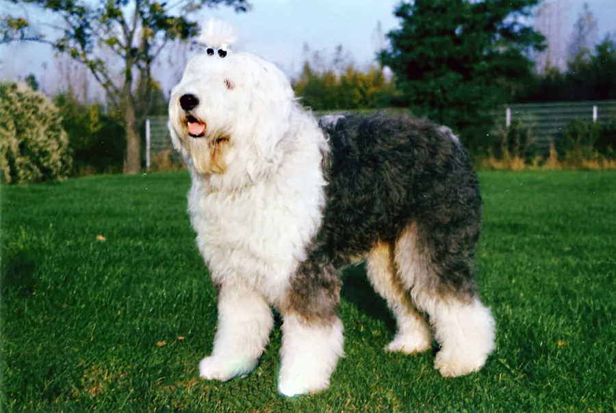 Bobtail adulte, photographié en extérieur