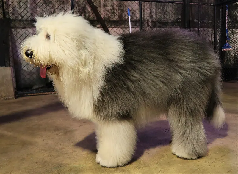Bobtail — Old English Sheepdog (side)