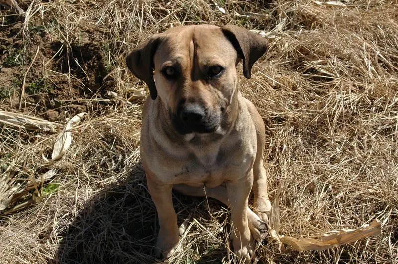 Boerboel — FarmBoerboel1