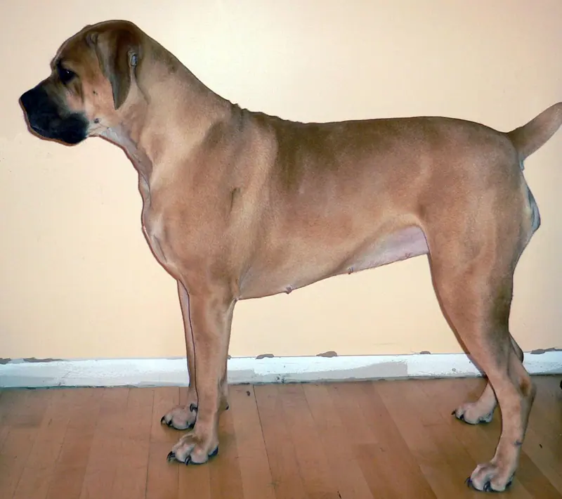 Boerboel — Boerboel
