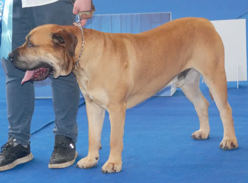 Boerboel — Etelaafrikanmastiffi1