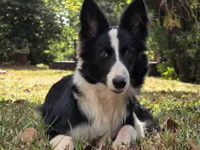 Border collie — photo de la race