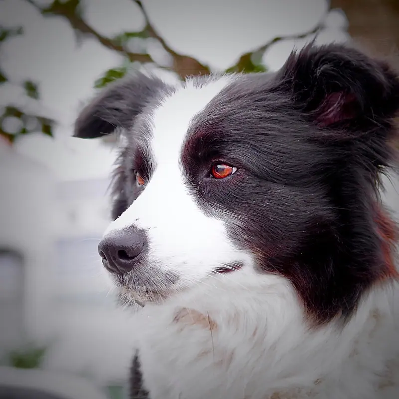 Border collie — Border collie taking break at park