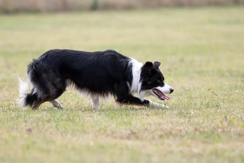 Border collie — Attitude type du border