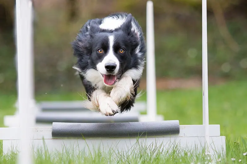 Border collie — Border collie flyball