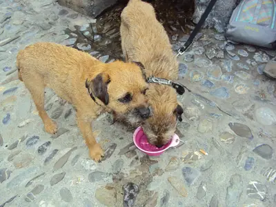 Border Terrier — photo de la race