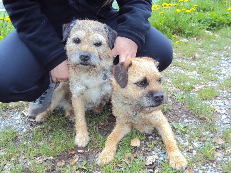 Border Terrier — Border terrier 3