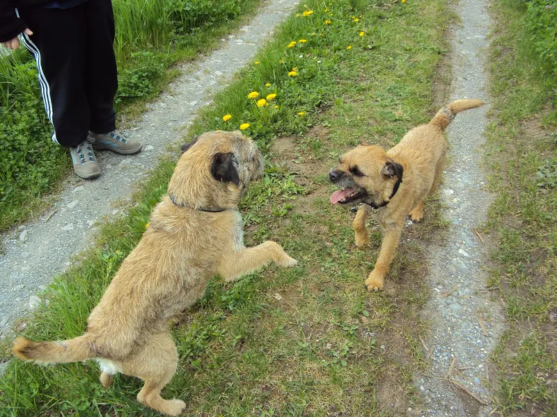 Border Terrier — Border terrier 4