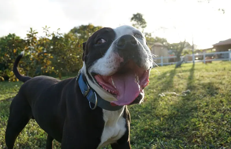 Bouledogue américain — American bulldog outside with open mouth