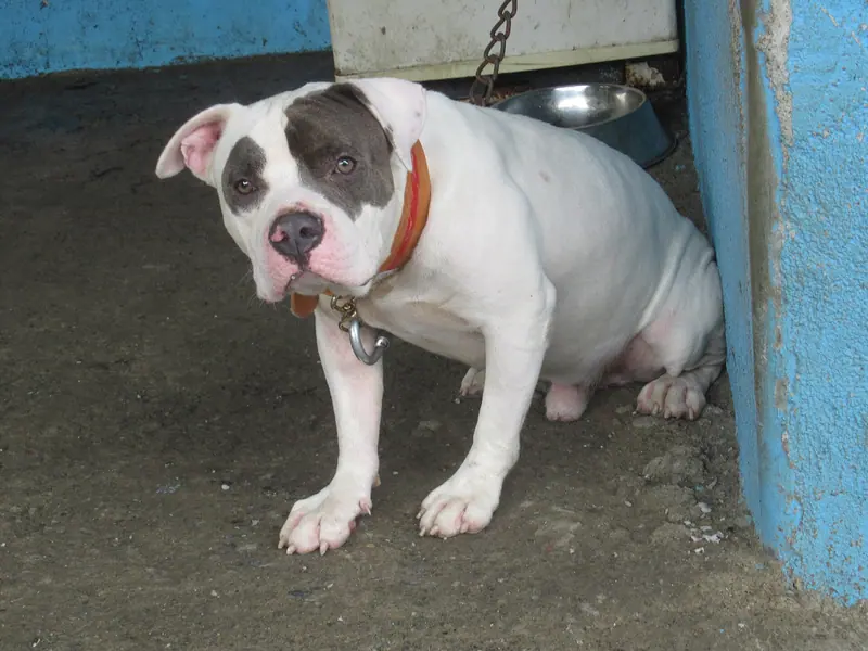 Bouledogue américain — American Bulldog 43