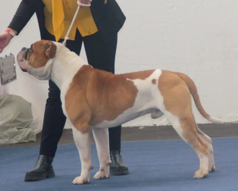 Bouledogue américain — Amerikanbulldoggi1