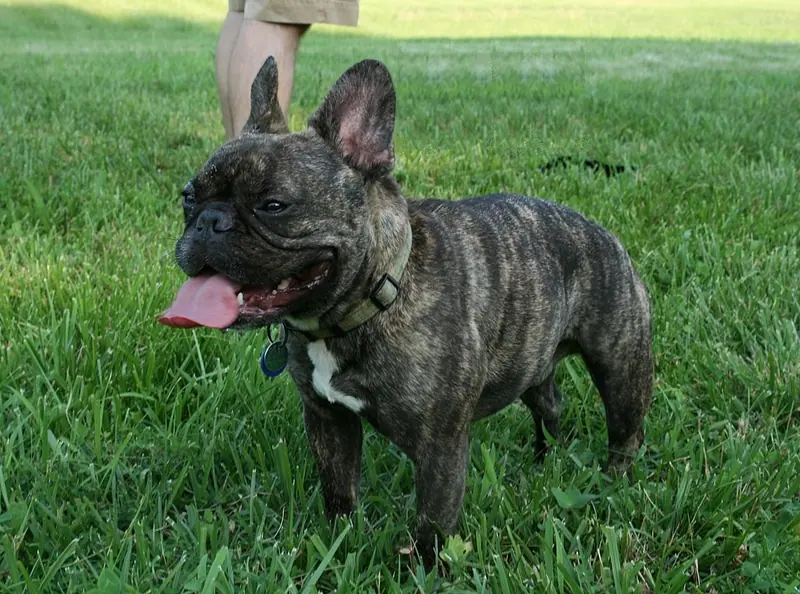 Bouledogue français — 2008-07-28 Dog at Frolick Field