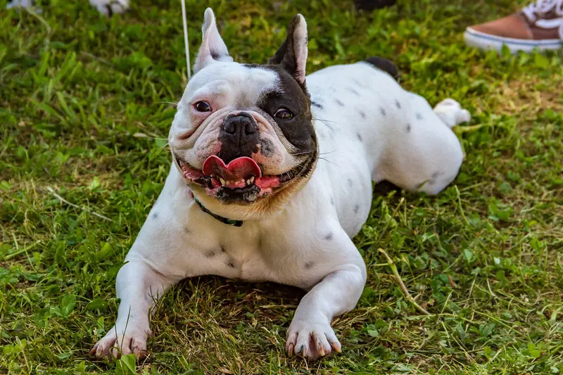 Bouledogue français — Encontro Dog Institute (41893165422)