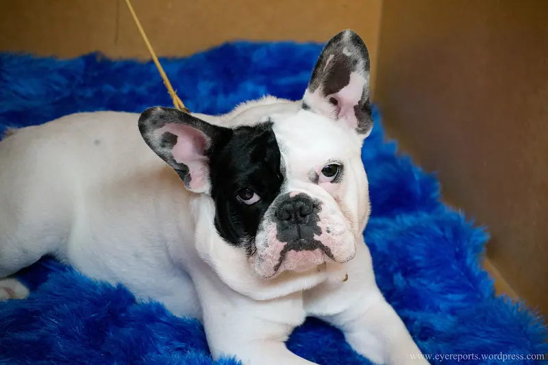 Bouledogue français — French bulldog (7982288518)