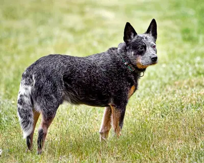 Bouvier australien — photo de la race