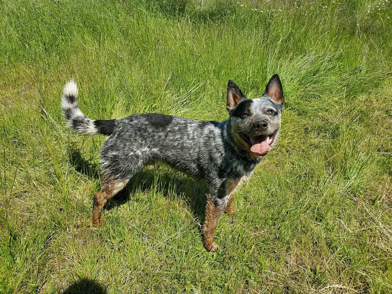 Bouvier australien — Australian Cattle Dog Side View Looking At Camera