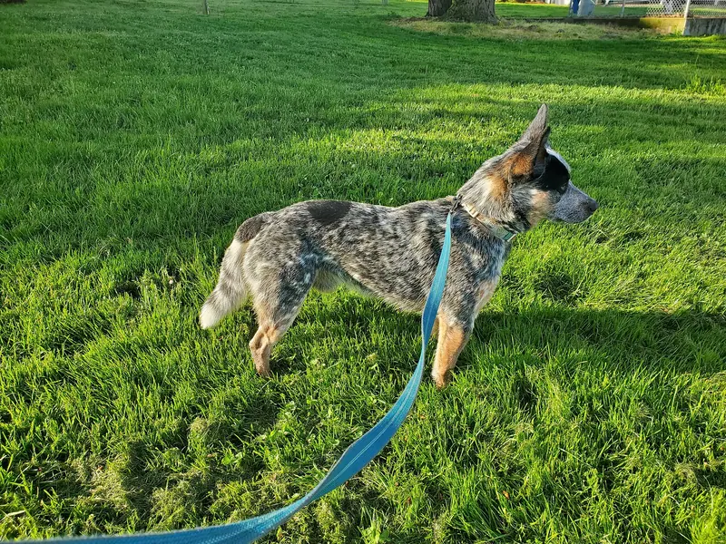 Bouvier australien — Australian Cattle Dog Side View
