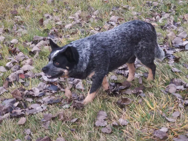 Bouvier australien — "Bender" Australian Cattle Dog Creeping Legend