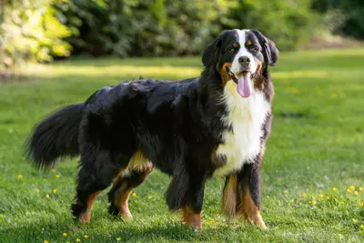 Bouvier bernois — photo de la race