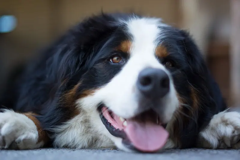 Bouvier bernois — Bernese Mountain Dog close