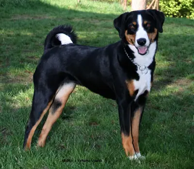 Bouvier d'Appenzell — photo de la race