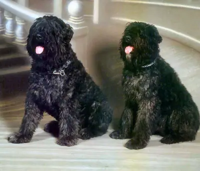 Bouvier des Flandres — photo de la race