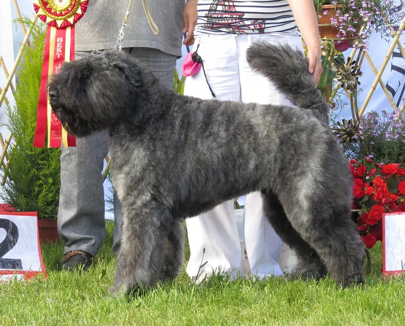 Bouvier des Flandres — Flandres Moletai May 2014