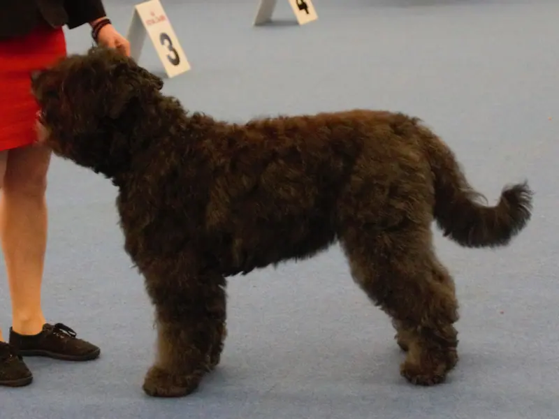 Bouvier des Flandres — Flanderscattle4