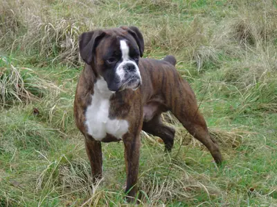 Boxer — photo de la race