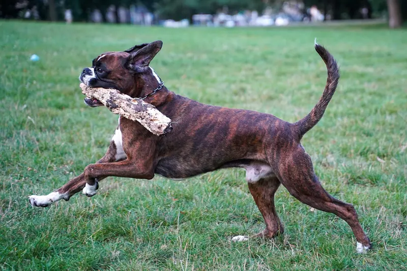 Boxer — Deutscher Boxer Elmo vom Freudenreich, in Bewegung