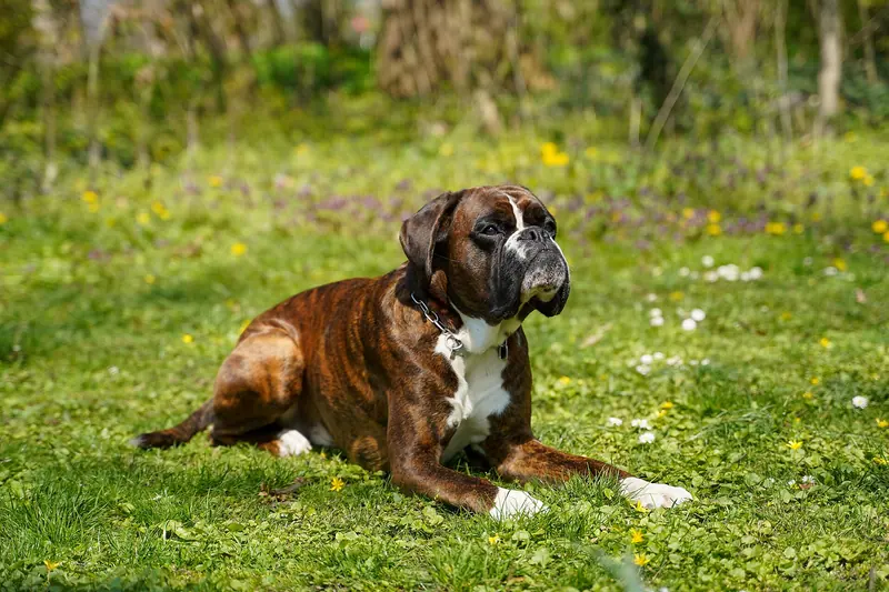 Boxer — Deutscher Boxer Elmo vom Freudenreich, liegend