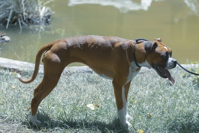 Boxer — A pure and female Boxer dog in Iran 01