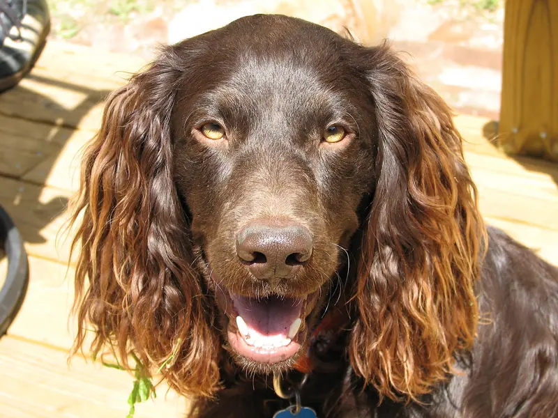 Boykin Spaniel adulte, photographié en extérieur