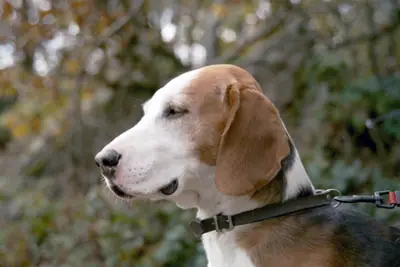 Brachet allemand — photo de la race