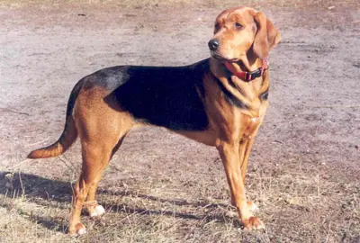 Brachet polonais — photo de la race