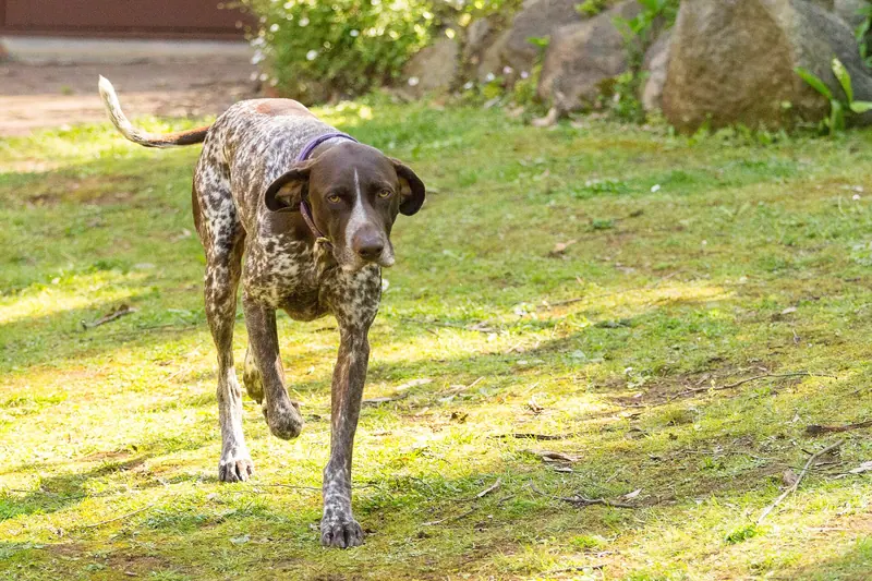 Braque allemand à poil court — 2016 11 19 Dogs in the garden-0001 (32171147480)