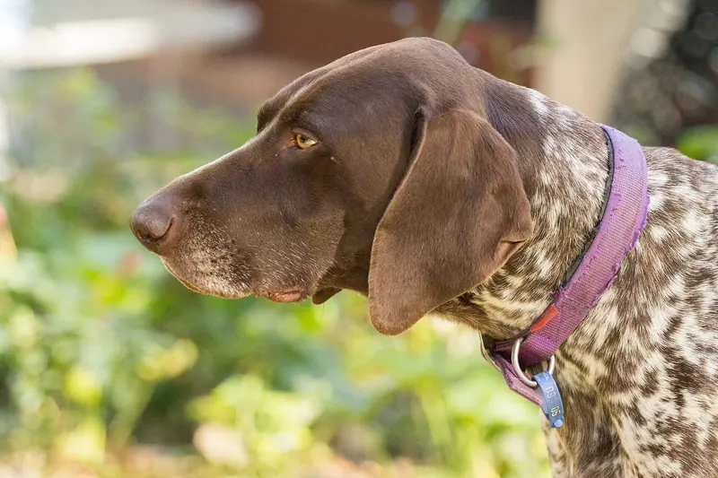 Braque allemand à poil court — 2016 11 19 Dogs in the garden-0003 (31706606234)