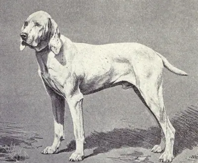 Braque de l'Ariège — photo de la race