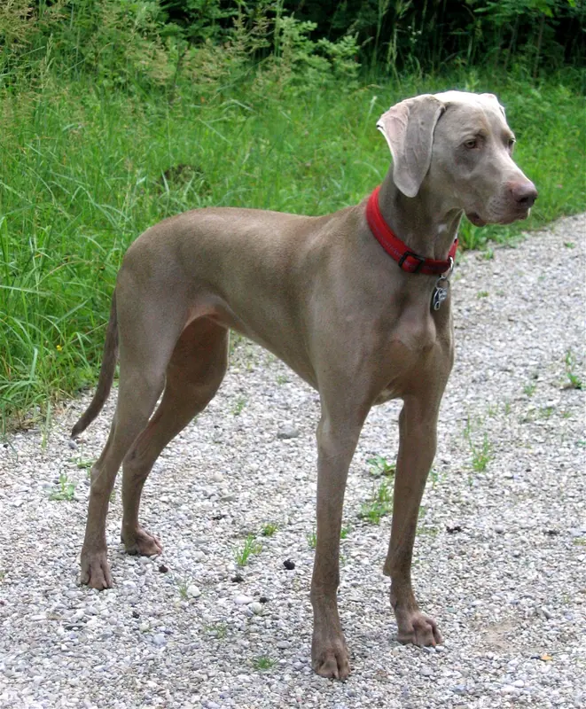 Braque de Weimar — Weimaraner Freika-2