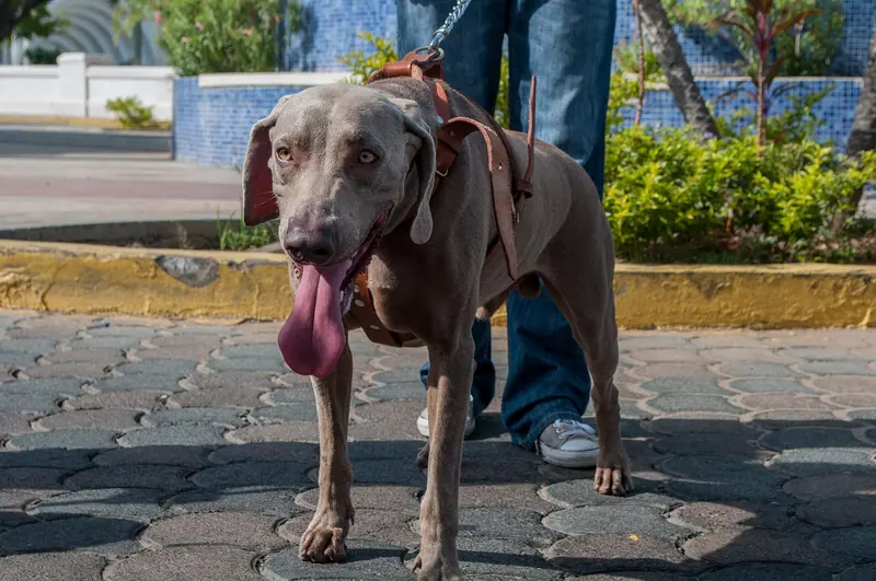 Braque de Weimar — Caminata por los perros y animales Maracaibo 2012 (53)