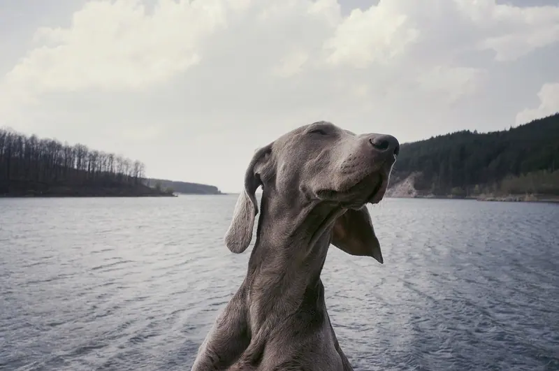 Braque de Weimar — Dog on a lake (Unsplash)